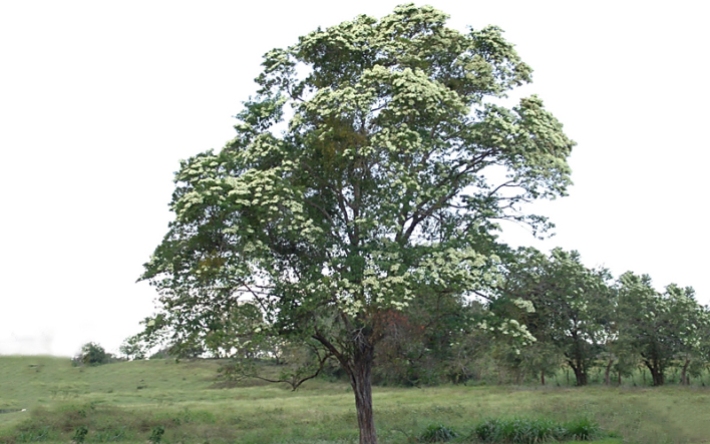 arbol-nacional-de-nicaragua